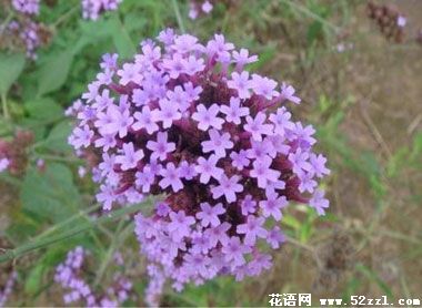 百里香（麝香草）的花语