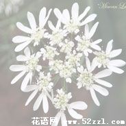 蕾丝花的花语