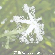 变色瓜的花语