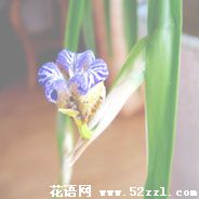 孔雀兰的花语