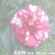 红色茶梅的花语