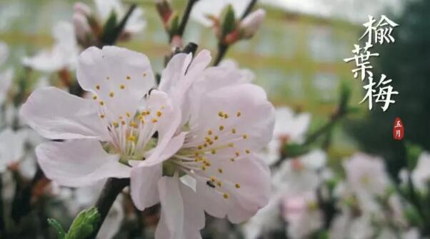 重瓣榆叶梅花语是什么，爱情的俘虏