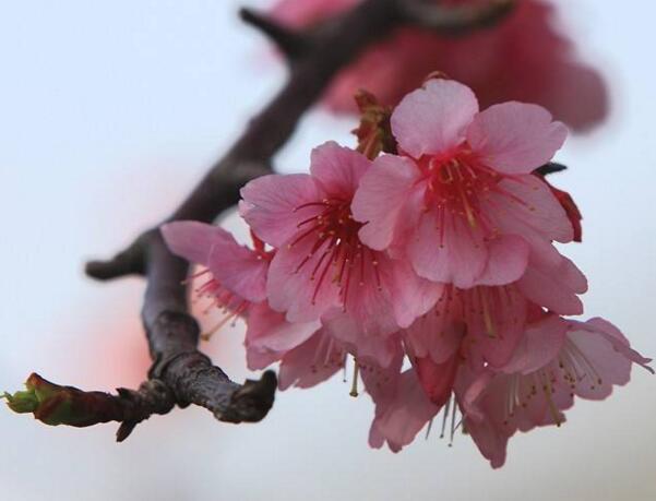 山樱花的花语