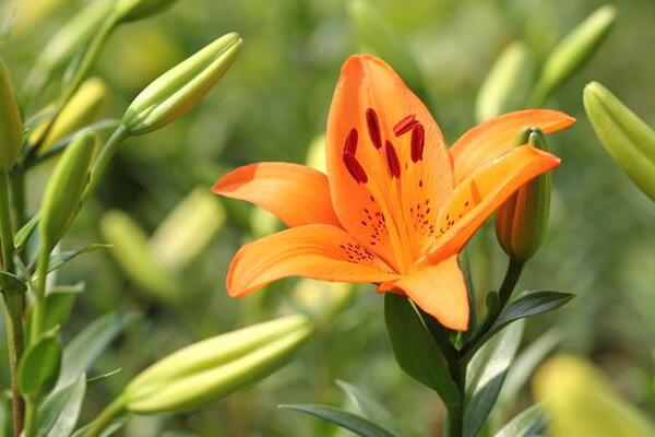 百合花花语是什么，代表着美好的家庭和伟大的爱