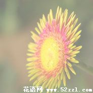 白日菊的花语