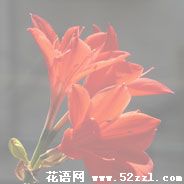 火花兰的花语