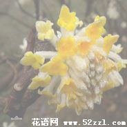 打结花（黄瑞香）的花语