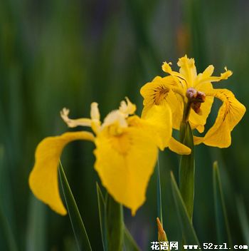 小鸢尾花（明黄色）的花语