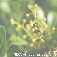 米兰花的花语