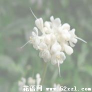 杜若花的花语