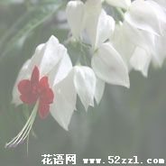 龙吐珠的花语