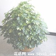 鹅掌柴的花语