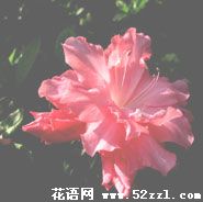 杜鹃花的花语