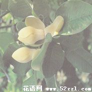 优昙花（山玉兰）的花语